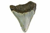 Bargain, Megalodon Tooth - North Carolina #152942-1